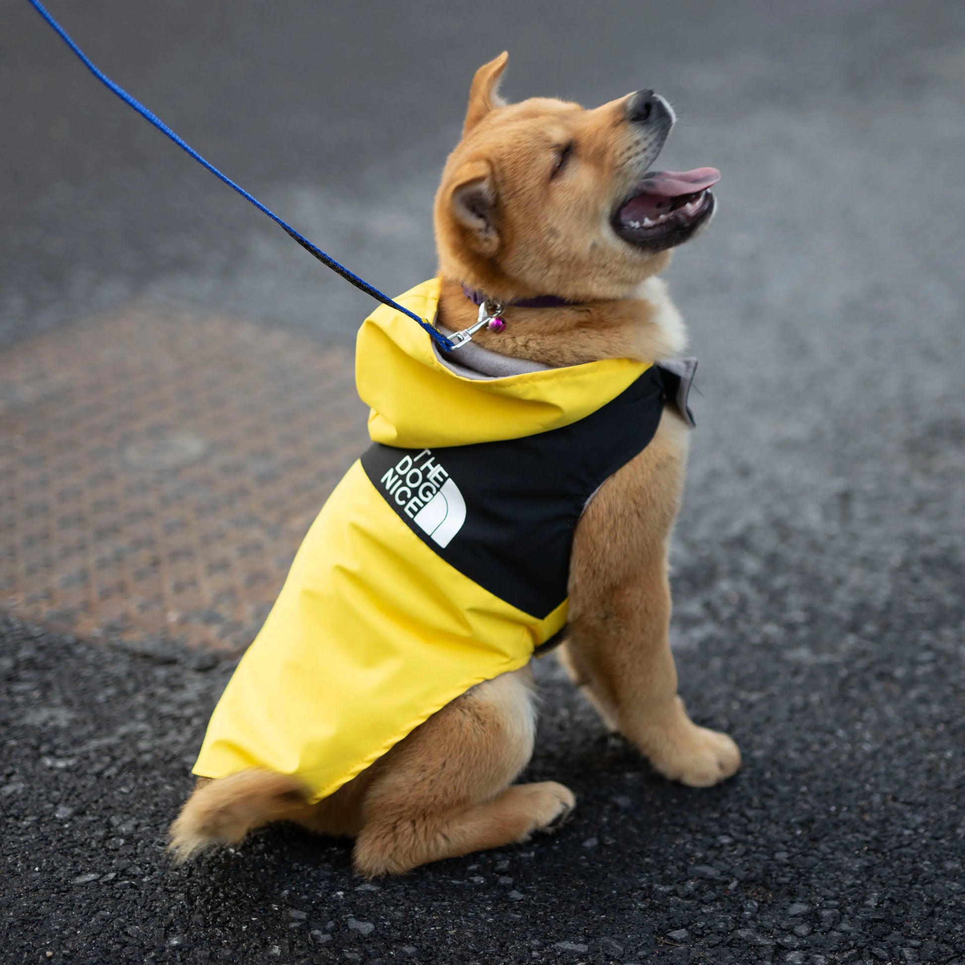 Pet Clothes Autumn Spring Winter Pet Dog Waterproof Warm Coat Hooded Jacket for Small Medium Dog Clothes